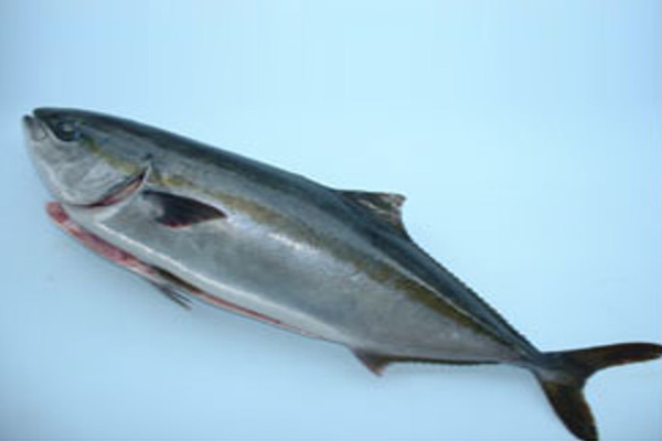 Fresh Hamachi Semi-dressed